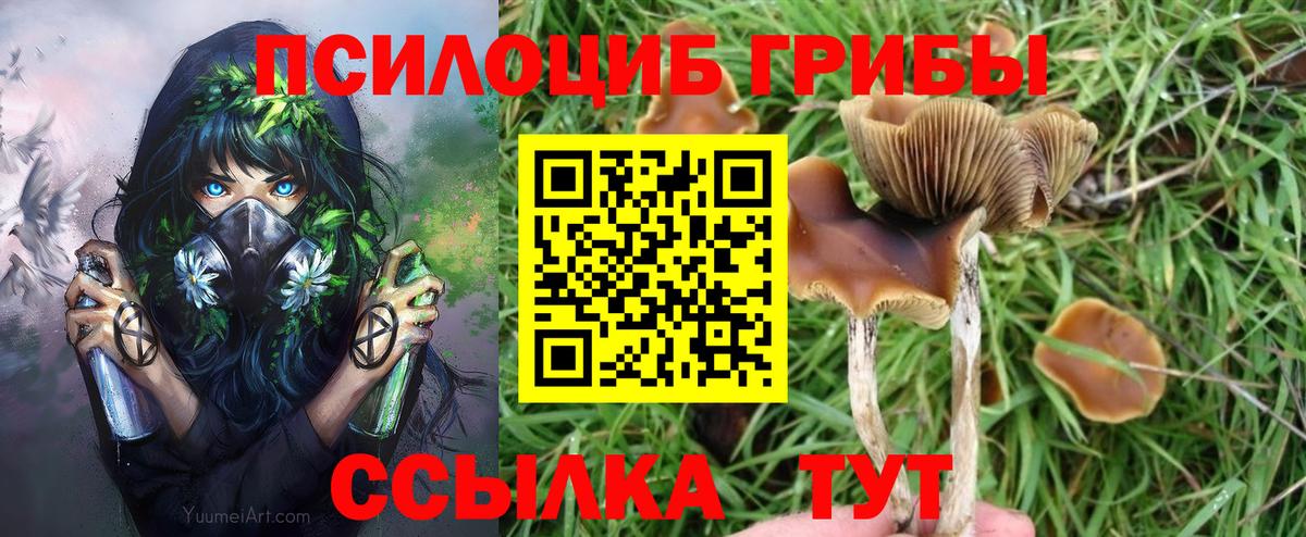 Галлюциногенные грибы Psilocybe Сухой Лог